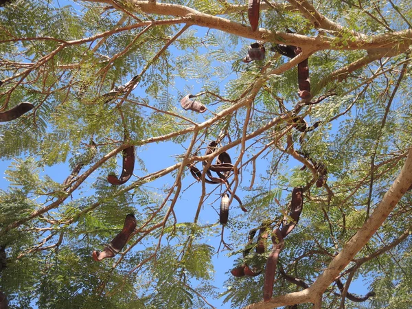 Algarrobo — Foto de Stock