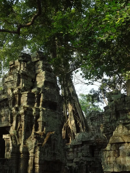 Ta Prohm — Stock Photo, Image