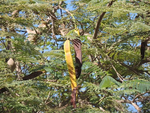Algarrobo siempreverde — Foto de Stock