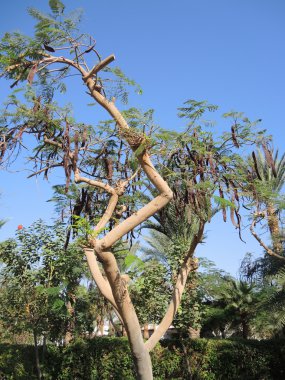 Evergreen keçiboynuzu