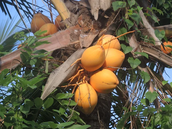 Noci di cocco — Foto Stock