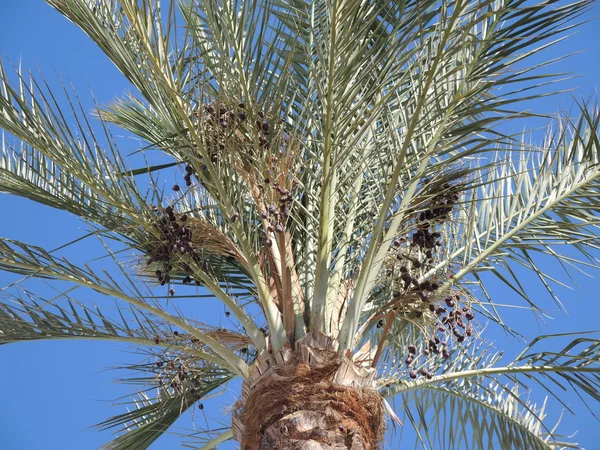 Date palm — Stock Photo, Image