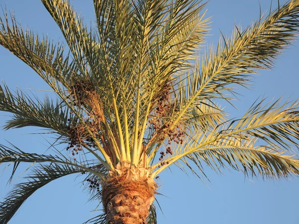 Dates palm tree — Stock Photo, Image