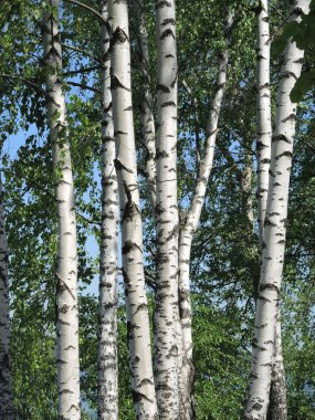 Yaz günü huş ağacı