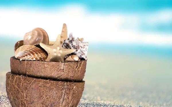Mundo marino en coco — Foto de Stock