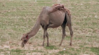 Develer özellikle çöl ortamlarına uygun olarak çalışan hayvanlardır. Bactrian devesi (