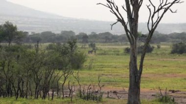 Zebra sürüsü Doğal Gerçek Afrika Savanasında. Hayvan, hayvan, vahşi, vahşi yaşam, doğa, doğal, gerçek, belgesel, memeli, uzun, zoom, telefon, çayırlık, bozkır, çayır, yosun, 4K