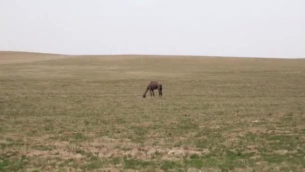 Alleen Eenzame Wilde Kameel Vrij Rondzwervend Kale Steppen Van Centraal — Stockvideo