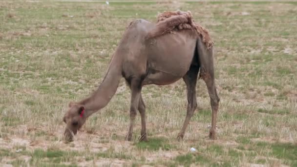 Tevék Dolgozó Állatok Különösen Alkalmasak Sivatagi Élőhelyükre Baktriai Teve Camelus — Stock videók