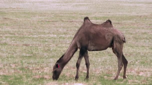 Camels Working Animals Especially Suited Desert Habitat Bactrian Camel Camelus — Stock Video