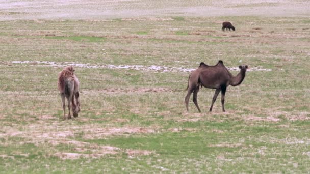 Верблюди Працюють Тваринах Які Особливо Підходять Їхнього Пустельного Середовища Проживання — стокове відео