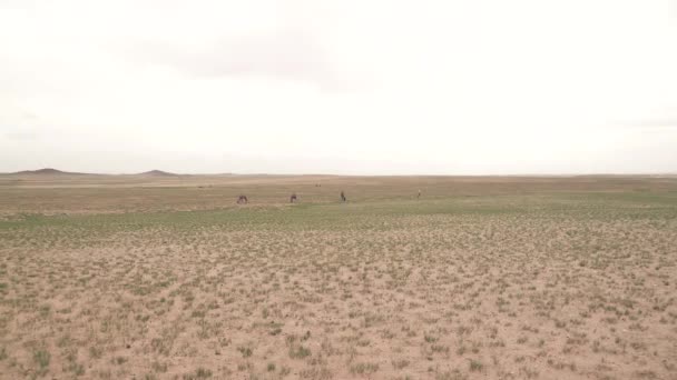 Camels Working Animals Especially Suited Desert Habitat Bactrian Camel Camelus — Stock Video