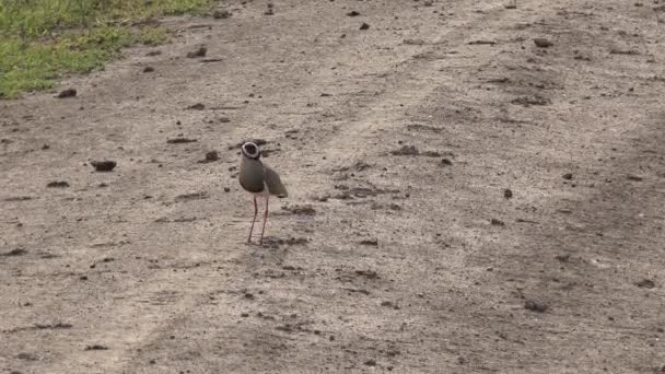 Gekroond Tot Lapwing Plover Bird Weilanden Van Afrika Dieren Het — Stockvideo