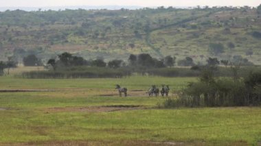 Zebra sürüsü Doğal Gerçek Afrika Savanasında. Hayvan, hayvan, vahşi, vahşi yaşam, doğa, doğal, gerçek, belgesel, memeli, uzun, zoom, telefon, çayırlık, bozkır, çayır, yosun, 4K