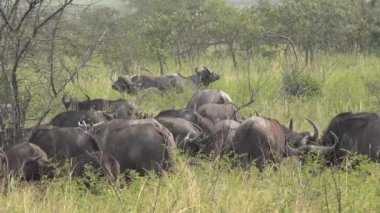 Afrika Savanasındaki Doğal Yaşam Alanında Gerçek Vahşi Bufalo Sürüsü. Afrika 'nın vahşi yaşamı. Cape Buffalo (Syncerus caffer) bir sığırdır. Vahşi yaşam büyük boynuz boynuzu hayvan çayırı.