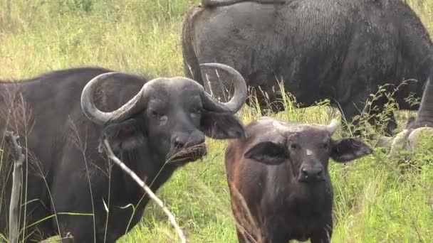 Bebê Filhote Búfalo Lado Sua Mãe Rebanho África Real Búfalo — Vídeo de Stock