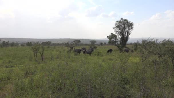 Echte Wilde Büffelherde Der Afrikanischen Savanne Wildtiere Afrikas Kapbüffel Syncerus — Stockvideo