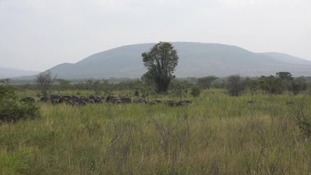 Afrika Savanasındaki Doğal Yaşam Alanında Gerçek Vahşi Bufalo Sürüsü Afrika — Stok video
