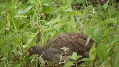 Afrika 'daki Çayır' da Vahşi Kırmızı Burunlu Spurfowl Kuşu. Francolin (Pternistis afer), sülüngiller (Phasianidae) familyasından bir kuş türü. Tek başına avlan vahşi yaşam zemin doğal 4K.