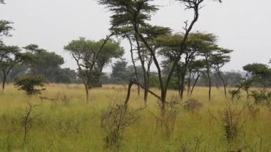 Afrika Harrier-Hawk Afrika 'da Ağacın üzerinde oturmuş, etrafı seyrediyor. Kartal kuş avı Polyboroides typus şahini buteo gymnogene belgesel dalları tek başına tek başına 4K izliyor..