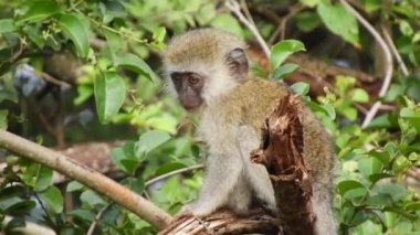 Maymun, kısmen Simiiformes altyapısının maymunu olan memeli gruplarına veya türlerine atıfta bulunan yaygın bir isimdir. Afrika 'da vahşi yaşam, gri kürk. Tele zoom' u kapat. Tek başına yaşayan 4K yavru.