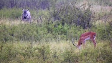 Zebralar (subgenus Hippotigris), Afrika 'nın kendine özgü siyah-beyaz çizgili atlarıdır. Grvy 's (Equus grevyi), Plains (E. quagga), Mountain (E. zebra). Equidae. Güney Afrika 'nın doğusunda yaşar ve çeşitli yaşam alanlarında 4K bulunabilir.
