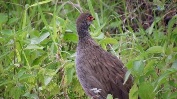 Dziki Ptak Czerwonym Karkiem Łące Afryce Francolin Pternistis Afer Gatunek — Wideo stockowe