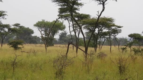 African Harrier Hawk Seduto Sull Albero Guardare Giro Africa Aquila — Video Stock