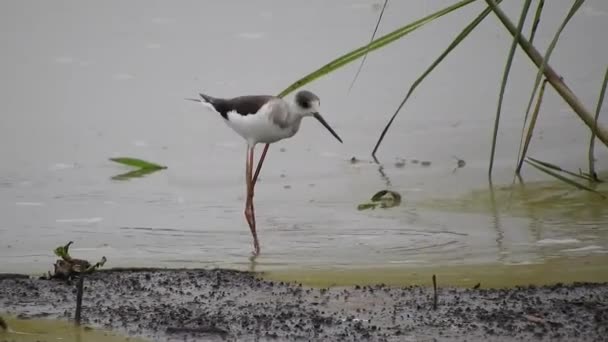 Czarne Skrzydła Stilt Bird Hunting Jeziorze Himantopus Himantopus Himantopus Himantopus — Wideo stockowe