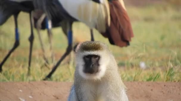 モンキー Monkey 哺乳類のグループや種を指すことがある一般的な名前であり 一部ではインフラのシミフォルム Simiiformes のシノニムである アフリカ動物野生動物グレー毛皮クローズアップTeleズームリアルシングルソロ赤ちゃん4K — ストック動画