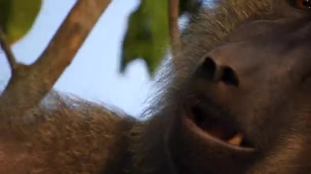 在狒狒猴头上 狒狒是灵长类的灵长类动物 包括旧大陆猴 有五种狒狒 通常被称为金黄色橄榄几内亚野生动物灵长类动物 — 图库视频影像