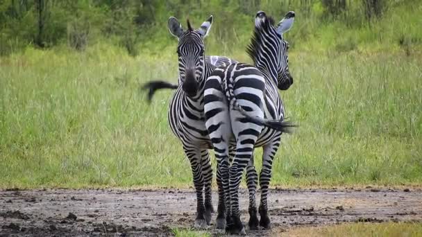 Cebras Reversa Simétrica Fila Recta África Savanna Animales Animales Silvestres — Vídeos de Stock