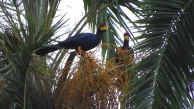 Lady Ross 'un Turaco' su Afrika Ağaçları 'nda. Musophagidae kuşları vahşi yaşam, doğal ağaç dalları, Kongo gabon kameraları, Nijerya Fildişi Sahili Liberya Gine 4K