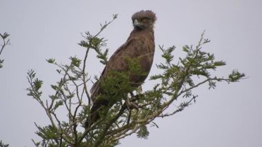 Kahverengi Yılan Kartalı, Afrika 'da Ağacın Üzerinde Oturup İzliyor. Batı, Doğu ve Güney Afrika 'da bulunur. Akbaba büyük bir yırtıcı kuştur. Buteo familyasının bir üyesidir ve Accipitridae familyasının bir üyesidir. Circaetus 4K