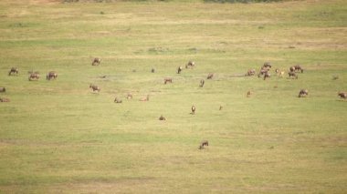 Standart Doğal Afrika Savanasında Vahşi Yaşam Hayvanları. Hayvan hayvanlar vahşi zebra zürafası topi memeli uzun zoom telezoom telhoto megazoom çayır bozkır antilopları