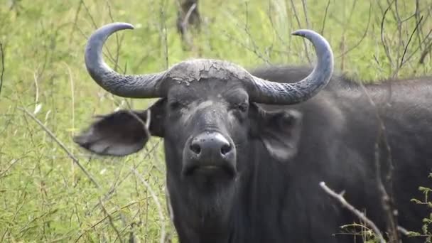 Afrika Savanasındaki Doğal Yaşam Alanında Gerçek Vahşi Bufalo Sürüsü Afrika — Stok video