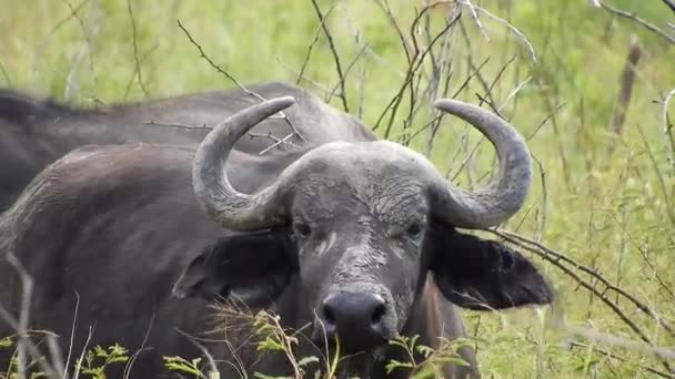 アフリカのサバンナの自然生息地にある本物の野生のバッファロー アフリカの野生生物 バッファロー岬 Syncerus Caffer は牛である 野生動物の自然大規模な巨大な角アントラー動物の湿原の牧草地 — ストック動画