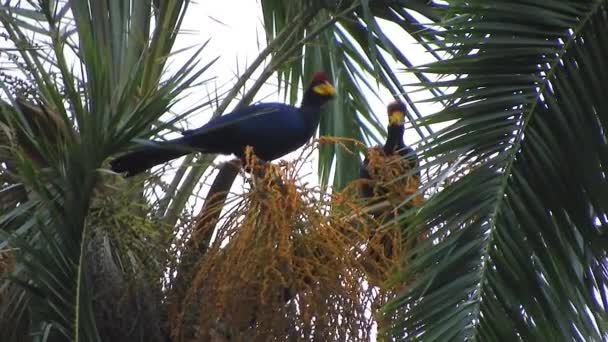 Lady Ross Turaco Africa Trees Musophagidae Bird Birds Animal Wild — Stock Video