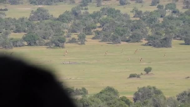 Mężczyzna Patrzący Dzika Przyroda Zwierzęta Afrykańskiej Savannah Animal Dzika Żyrafa — Wideo stockowe