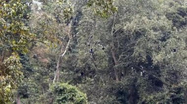 Siyah Beyaz Colobus ve Colobi Maymunları Afrika 'daki Yağmur Ormanları Ormanı Ağaçlarında Doğal Orman' da. Gerçek vahşi hayvan hayvanları kuyruklu maymun kuyruğu kalabalık tropikal kolobuslar Colobi maymunu 4K.
