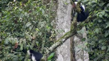 Siyah Beyaz Colobus ve Colobi Maymunları Afrika 'daki Yağmur Ormanları Ormanı Ağaçlarında Doğal Orman' da. Gerçek vahşi hayvan hayvanları kuyruklu maymun kuyruğu kalabalık tropikal kolobuslar Colobi maymunu 4K.
