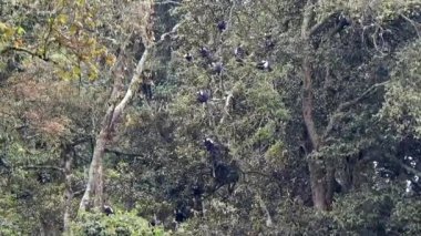 Siyah Beyaz Colobus ve Colobi Maymunları Afrika 'daki Yağmur Ormanları Ormanı Ağaçlarında Doğal Orman' da. Gerçek vahşi hayvan hayvanları kuyruklu maymun kuyruklu tropikal kolobuslar kalabalık tropik maymun safarisi Nijerya Kongosu Tanzanya Kameralı Uganda Ruanda.