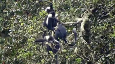 Siyah Beyaz Colobus ve Colobi Maymunları Afrika 'daki Yağmur Ormanları Ormanı Ağaçlarında Doğal Orman' da. Gerçek vahşi hayvan hayvanları kuyruklu maymun kuyruğu kalabalık tropikal kolobuslar Colobi maymunu 4K.