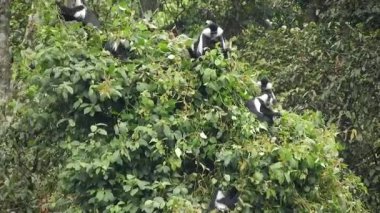 Siyah Beyaz Colobus ve Colobi Maymunları Afrika 'daki Yağmur Ormanları Ormanı Ağaçlarında Doğal Orman' da. Gerçek vahşi hayvan hayvanları kuyruklu maymun kuyruklu tropikal kolobuslar kalabalık tropik maymun safarisi Nijerya Kongosu Tanzanya Kameralı Uganda Ruanda.
