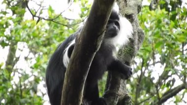Siyah Beyaz Colobus ve Colobi Maymunları Afrika 'daki Yağmur Ormanları Ormanı Ağaçlarında Doğal Orman' da. Gerçek vahşi hayvan hayvanları kuyruklu maymun kuyruklu tropikal kolobuslar kalabalık tropik maymun safarisi Nijerya Kongosu Tanzanya Kameralı Uganda Ruanda.