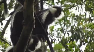 Siyah Beyaz Colobus ve Colobi Maymunları Afrika 'daki Yağmur Ormanları Ormanı Ağaçlarında Doğal Orman' da. Gerçek vahşi hayvan hayvanları kuyruklu maymun kuyruğu kalabalık tropikal kolobuslar Colobi maymunu 4K.