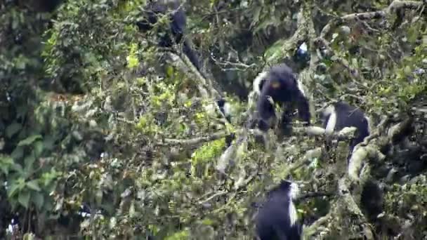 アフリカの熱帯雨林の自然環境における黒い白いコロブスとコロビのサル 野生動物の尾の猿混雑した熱帯の熱帯のコロブスの猿の猿の猿の猿の猿のサファリナイジェリアコンゴタンザニアカメルーンウガンダルワンダ — ストック動画