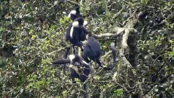 アフリカの熱帯雨林の自然環境における黒い白いコロブスとコロビのサル 本物の野生動物の尾猿混雑した熱帯熱帯のコロブスコロボイ猿は4Kを適用します — ストック動画