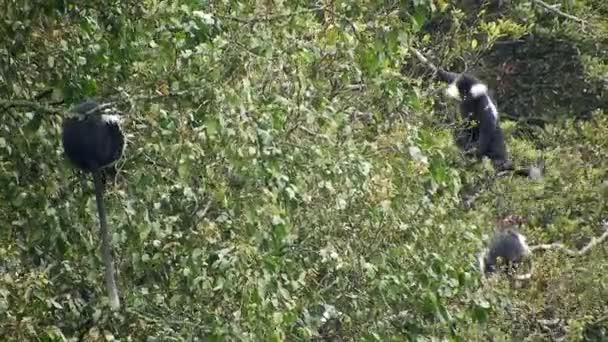 Schwarz Weiße Colobus Und Colobi Affen Natürlicher Umgebung Auf Regenwaldbäumen — Stockvideo