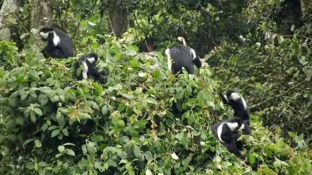 Black White Colobus Colobi Monkeys Natural Environment Rainforest Trees Africa — Stock Video